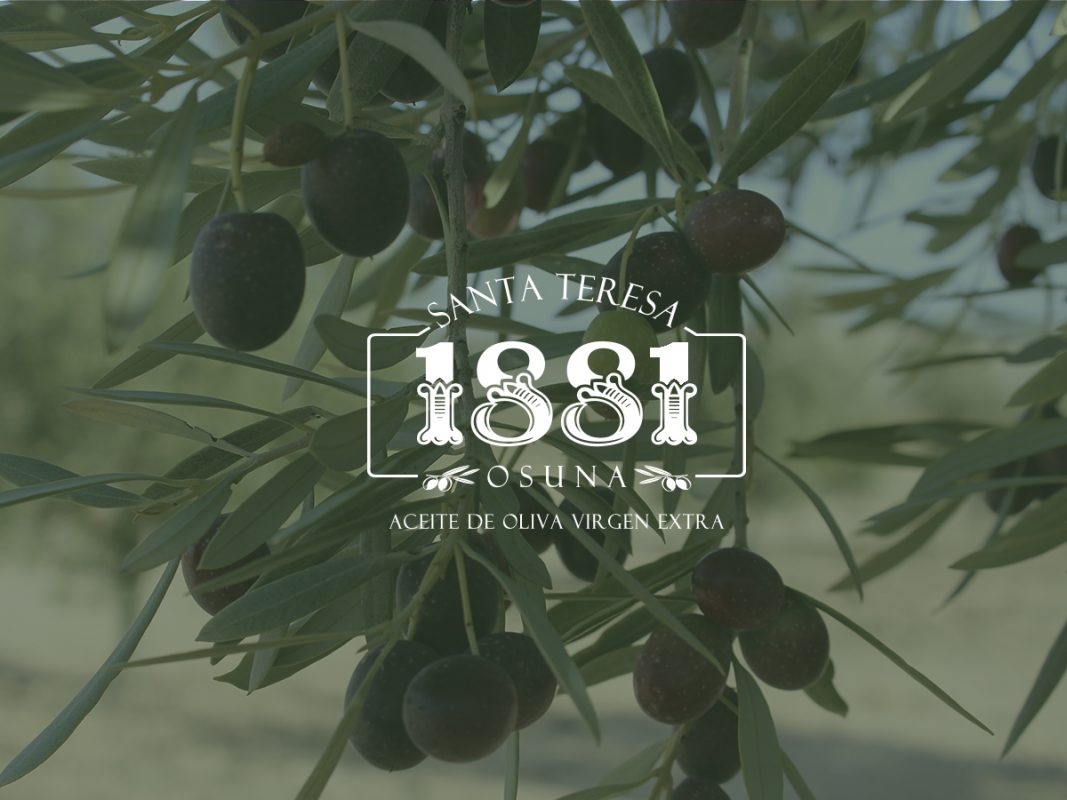 ¿Qué cantidad de aceite se puede extraer de un olivo?